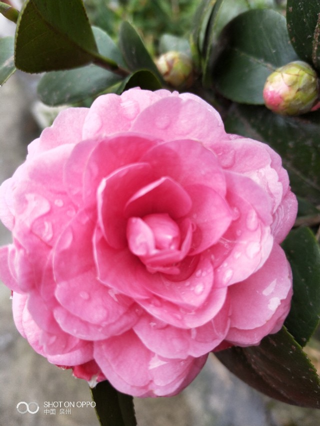 花开的时候最珍贵完整版,花开的时候你就来看我