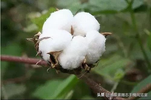 皇帝种地顺口溜,种地插秧顺口溜