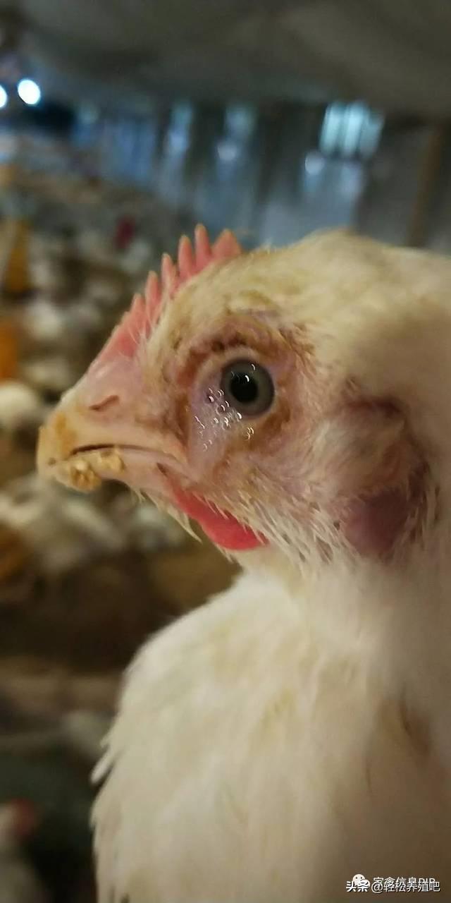 鸡流眼泪怎么治疗最好,导致鸡群流眼泪的病有哪些