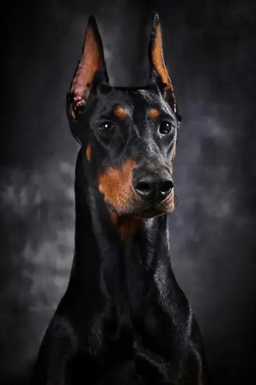 各国猛犬品种排名,各国品种猛犬