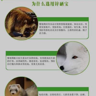 貉子都有什么病,貉子腹泻是什么原因