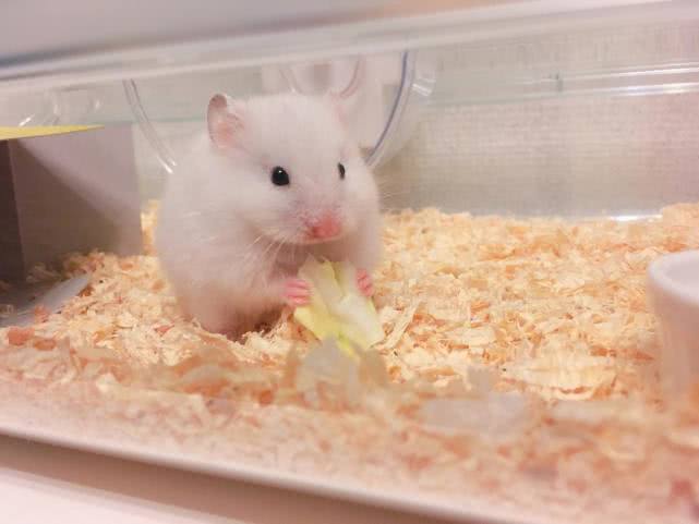 家养仓鼠和科学喂养有什么区别,新手适合饲养哪个品种的小仓鼠