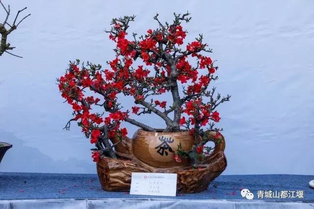 青城山熊猫谷都江堰一日游攻略,熊猫谷青城山都江堰一日游攻略