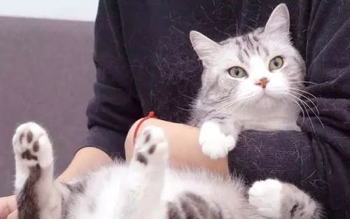 养猫怎么喂养小猫,新手养猫准备接猫咪需要买什么