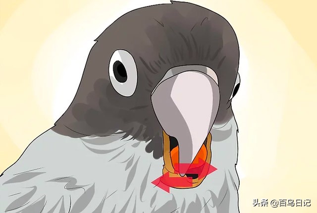 第五十九课：如何理解鸟的肢体语言？