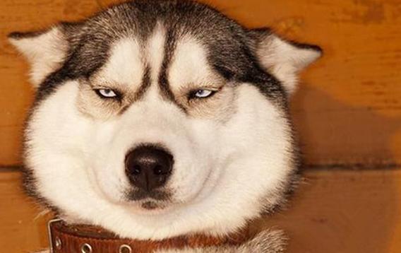 什么狗颜值又高又好养,什么狗最好养又听话高颜值