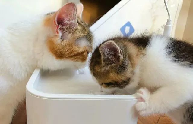 猫咪脱水说明什么问题,猫咪怎样才算是脱水