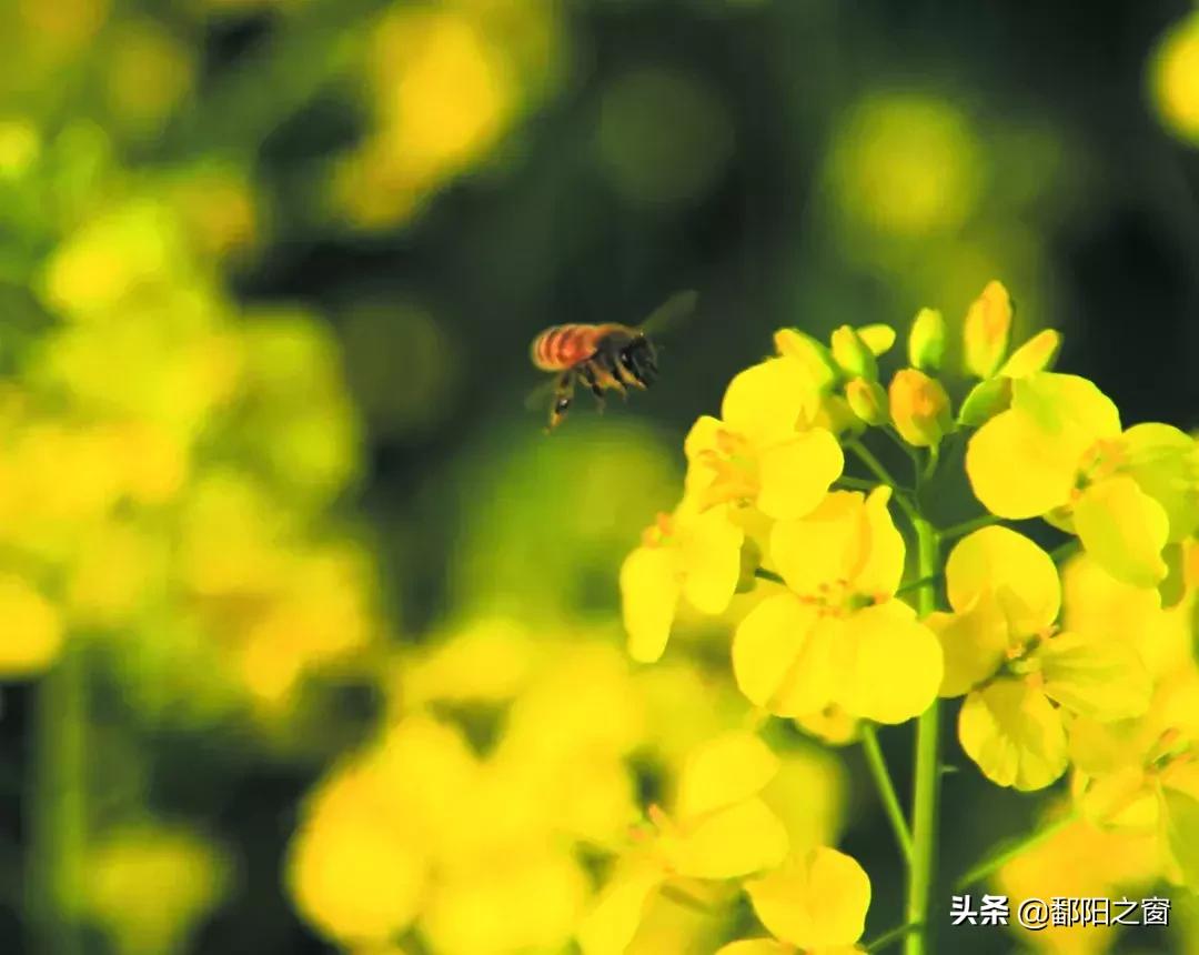 九峰山“春色”撩人丨不给你点颜色看看，你都不知道这里有多美！