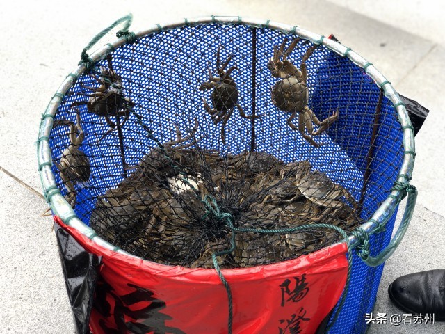 阳澄湖大闸蟹开售,吃货阳澄湖大闸蟹
