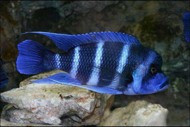 鱼百科大全图片,萨伊蓝六间价格