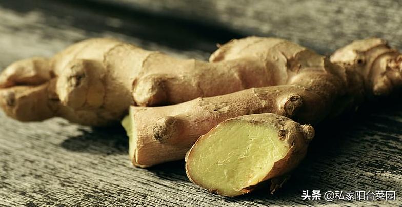 教你自家盆栽种姜,家里种姜的正确方法和步骤