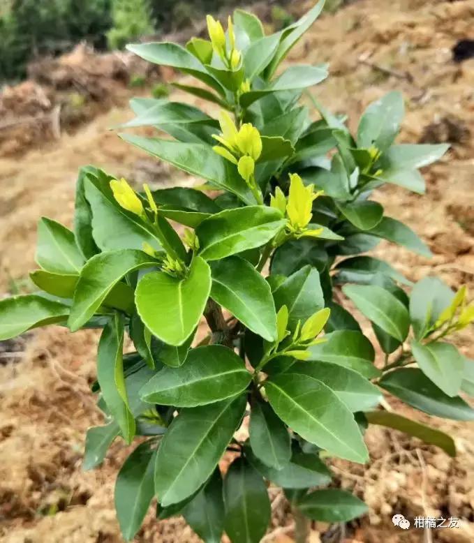 果树施肥要解决四大问题,果树施肥的最佳位置和施肥方式