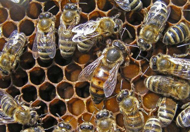 分蜂群如何快速找到蜂王,收到新分蜂未交尾蜂王群怎么管理