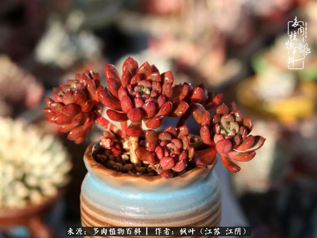 春有约,花不误,多肉与春天有个约会