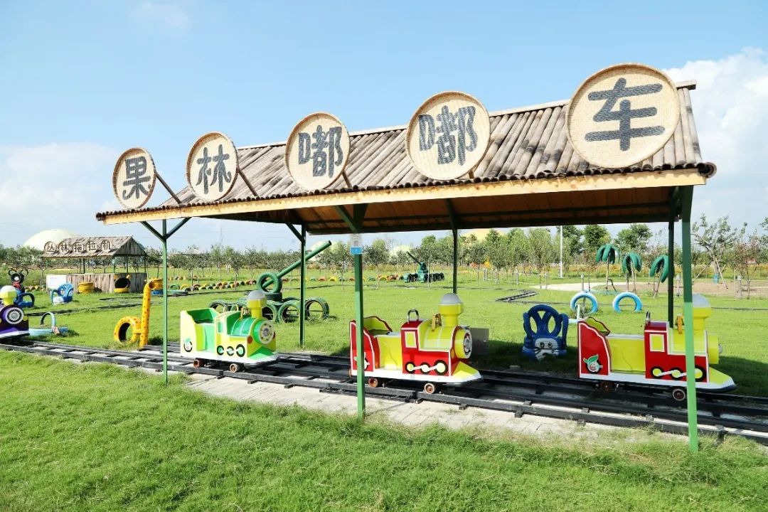 森氧之地，秋游必选！金湖万亩水上森林，真的别有趣味