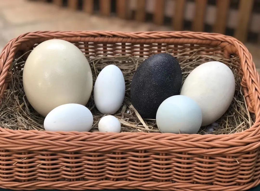 大熊猫百科知识详细介绍,大熊猫前脚有几只手指