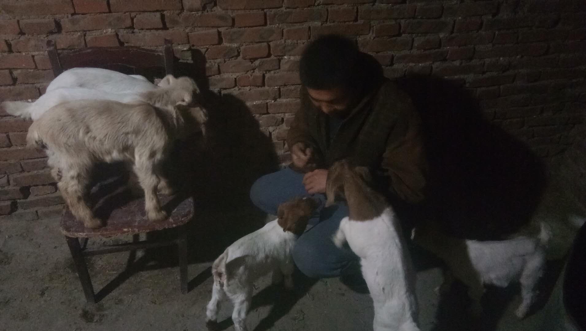 羊胀气最好的偏方,羊胀气吃什么养羊最好