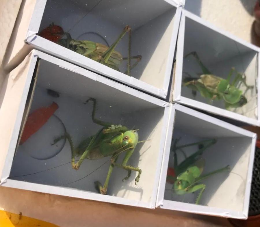 周边最便宜的大集在哪里,10元一两的大集