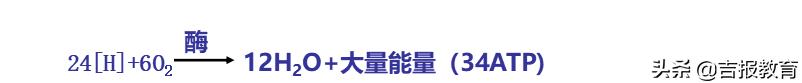 高中生物细胞呼吸作用,高中生物细胞呼吸
