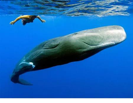 为什么要捕杀鲸鱼?日本人:不是为了吃,这是传统文化