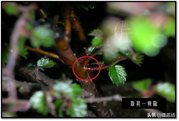 盆景选芽与摘芽，做好了，盆景树形稳定就完成了一半