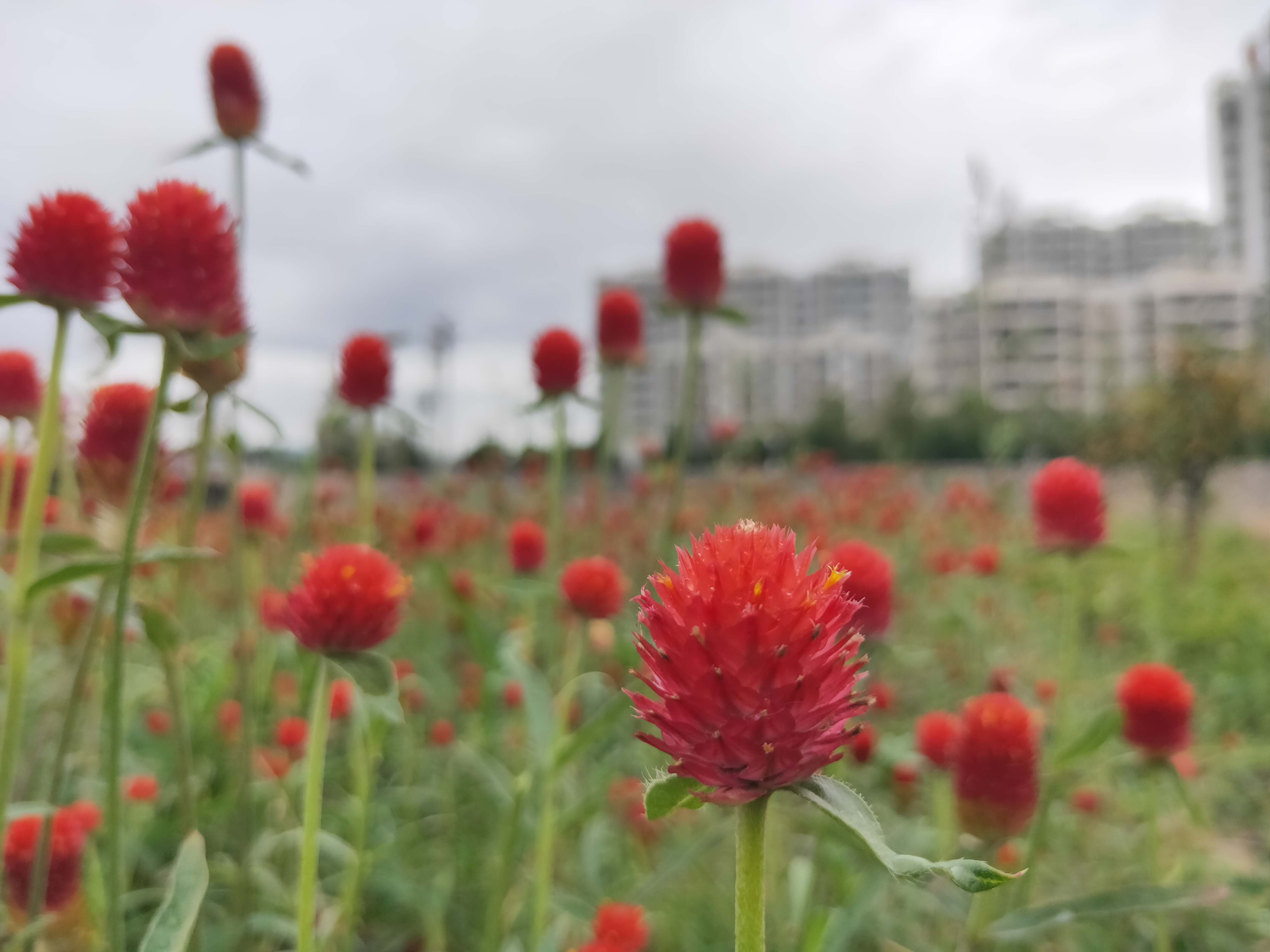 甘肃省2020年正高级教师评审条件,2021甘肃正高级教师通过名单