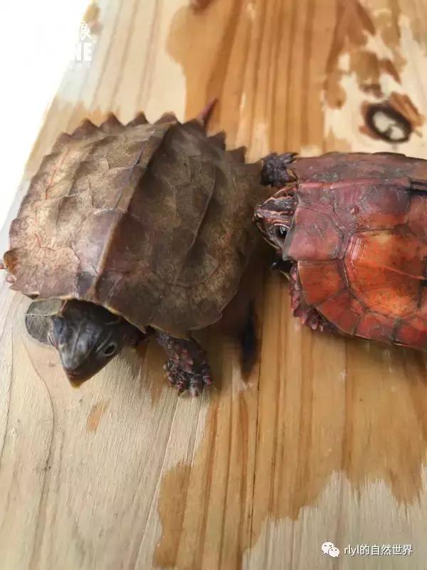 枫叶龟品种及图片大全,地龟和枫叶龟的区别