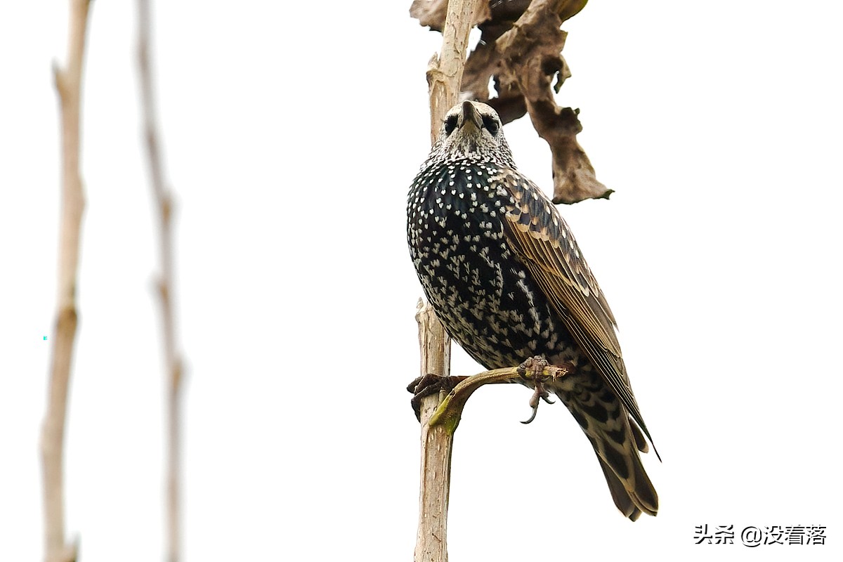 「10.13」北京沙河观鸟日记：收获长尾山椒鸟与中华攀雀