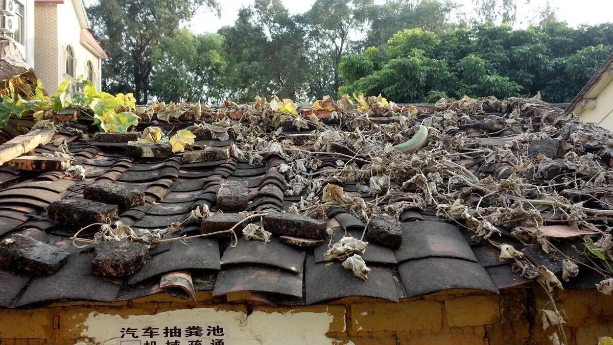 侨港边上的大、小老虎村，房租很低但住的人却很少，如今面临改造