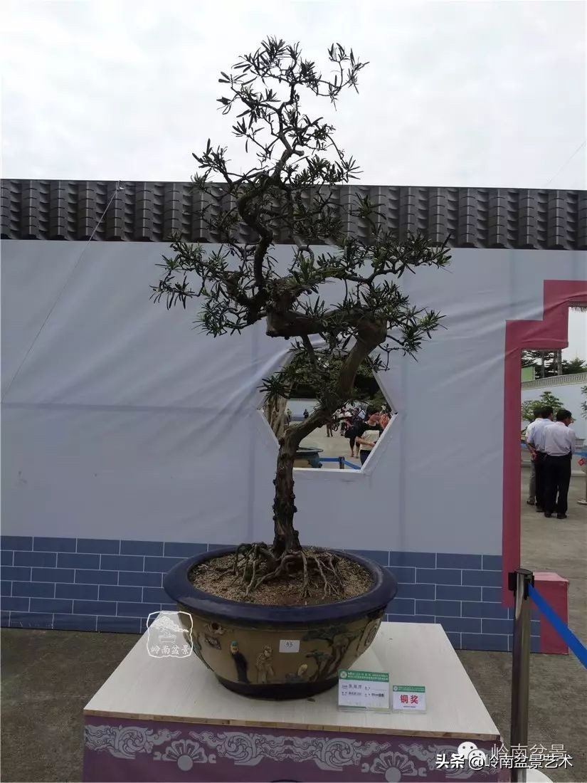 罗汉松盆景开运招财，非其莫属！清风雅韵，当之无愧！