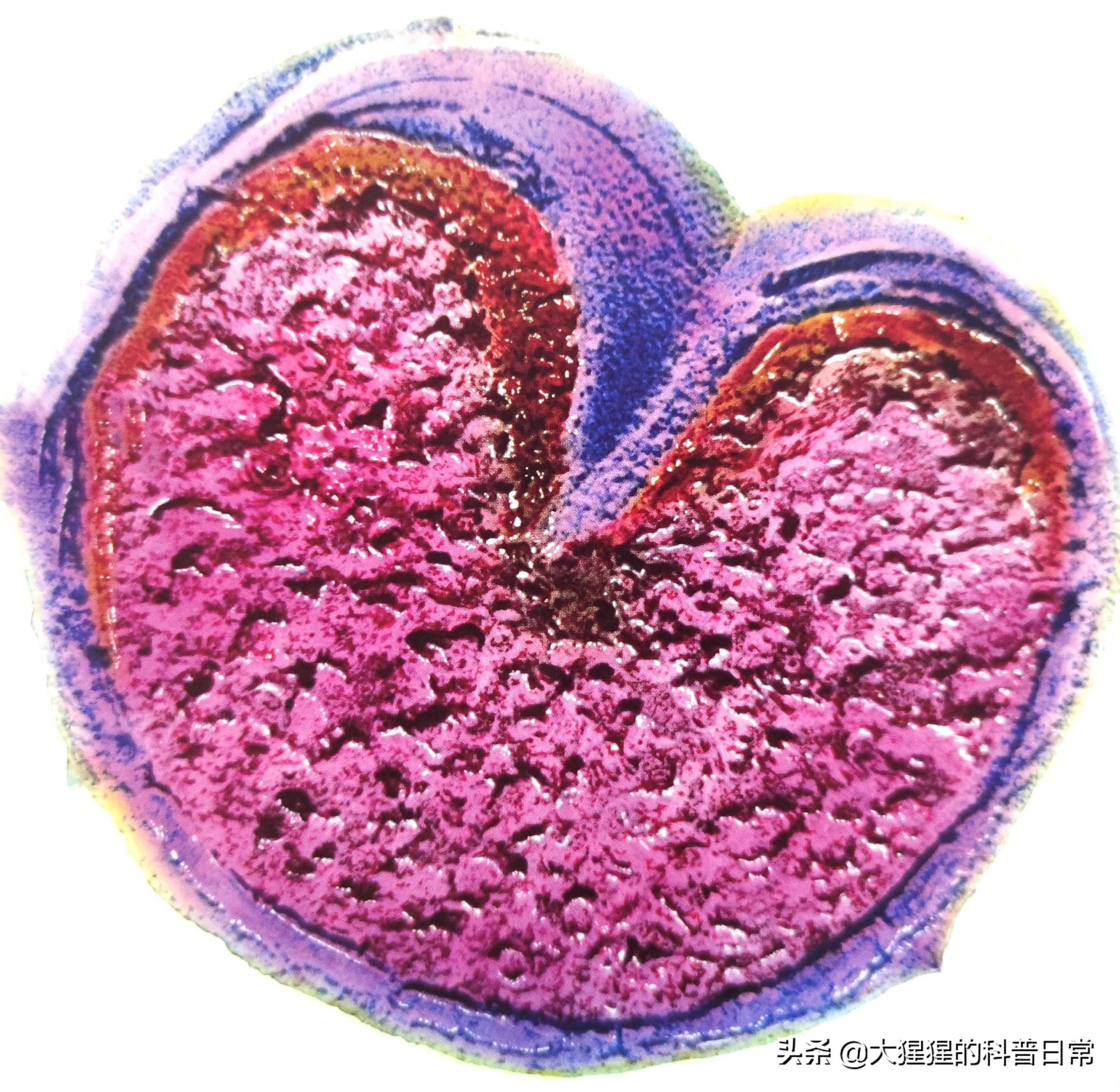 微生物原核生物,微生物照片原核生物