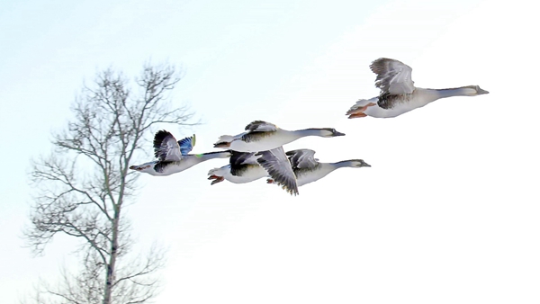 古代娶不上老婆的男人怎么办,古代人娶不到老婆的方法
