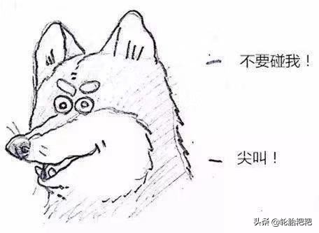 关于狗狗的几大特点你了解多少,各种狗狗的生活习性介绍