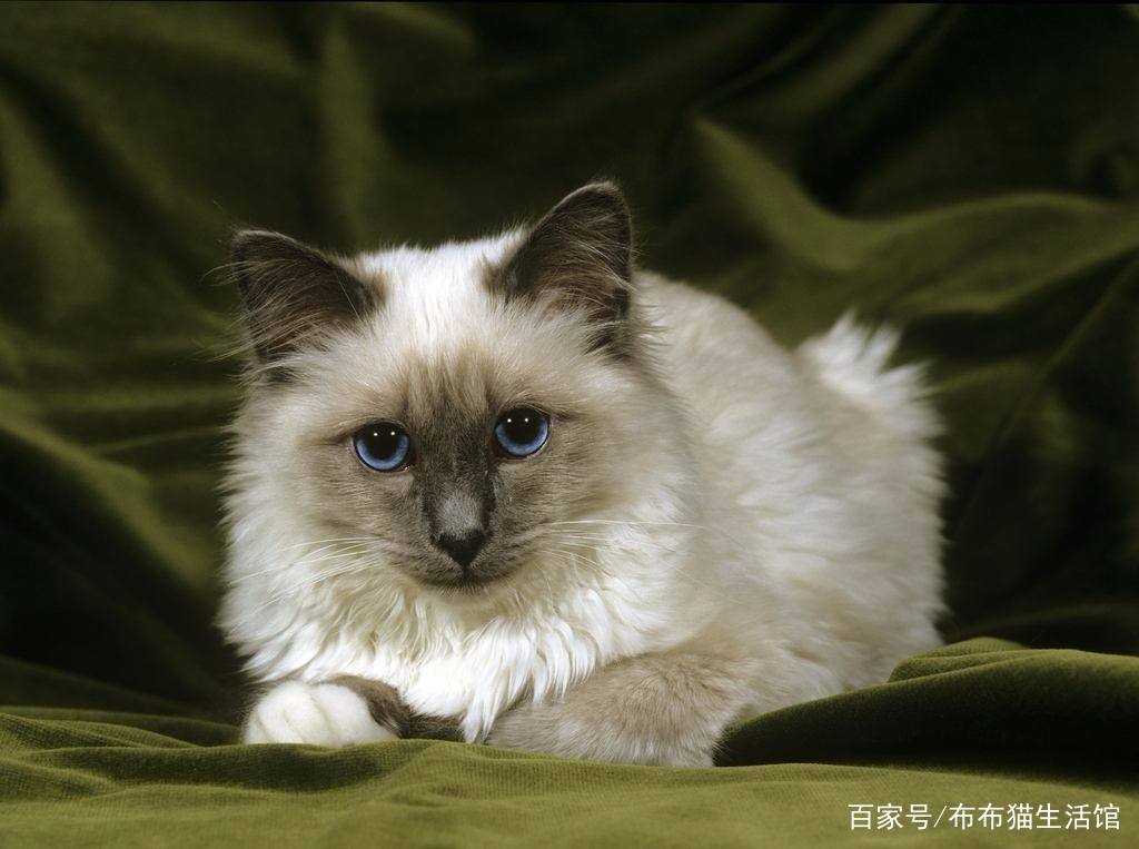 世界45种名犬图片大型犬,世界100种猫图片