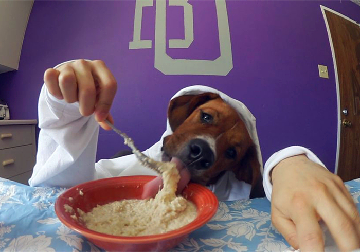 狗狗贫血缺钙怎么补最好,狗狗贫血严重除了输血还能怎么办