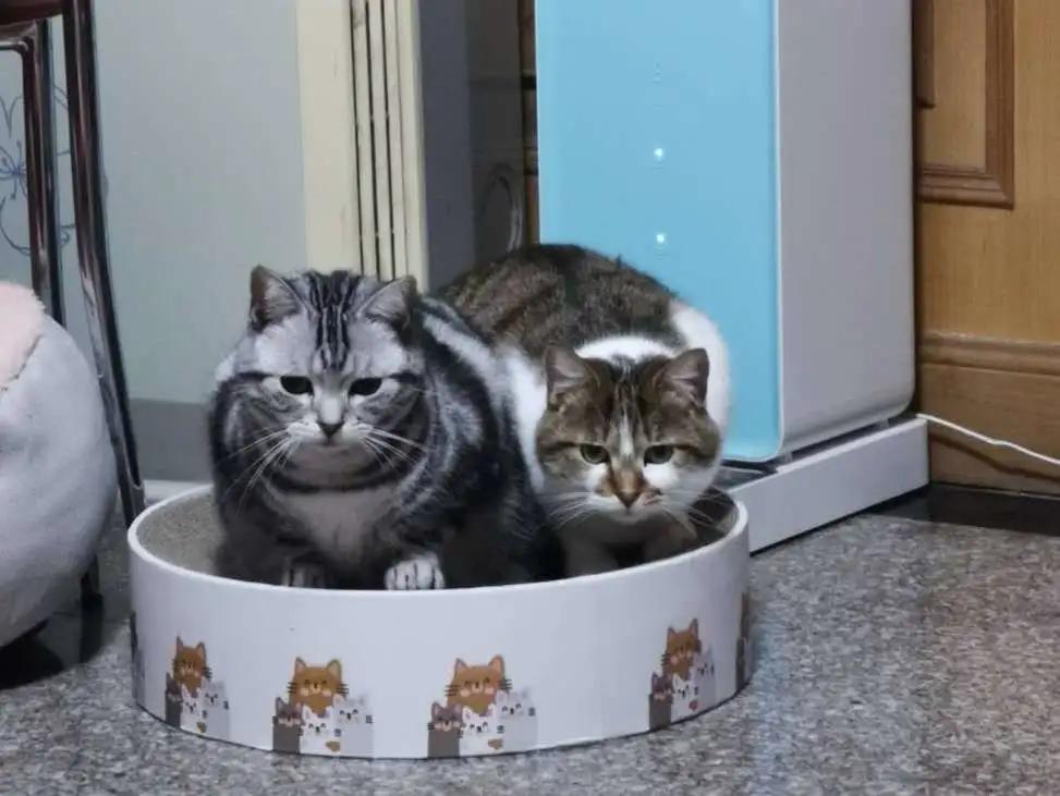 跟着我们猫狗大联盟，你会有喵的！黄阿姨猫咪领养专场