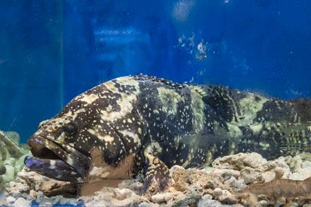 魔都高端海鲜自助,魔都必吃20家海鲜自助餐厅