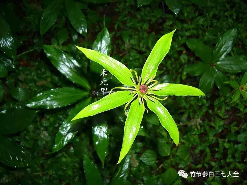 冷背药材名录大全,重楼、金线莲、山慈菇、竹节参、千层塔等