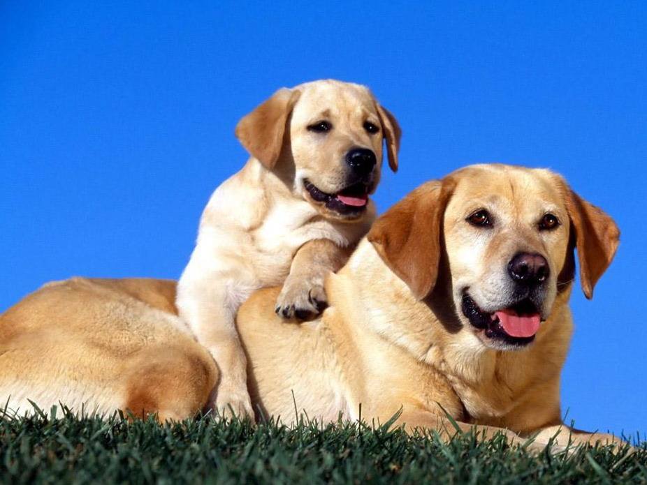 小北京犬宠物狗品种图片大全,常见宠物狗的品种大全及图片