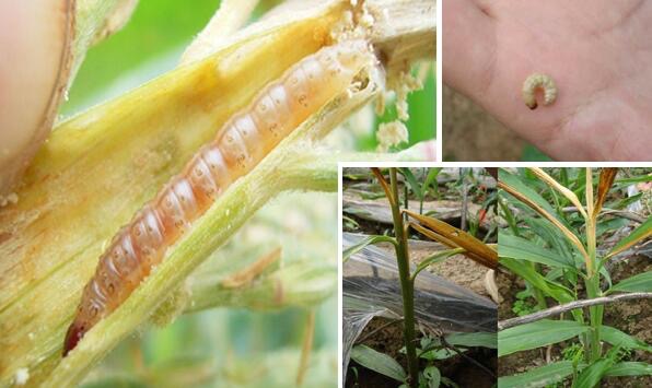 大姜种植技术与管理生长周期,大姜种植时间及管理技术