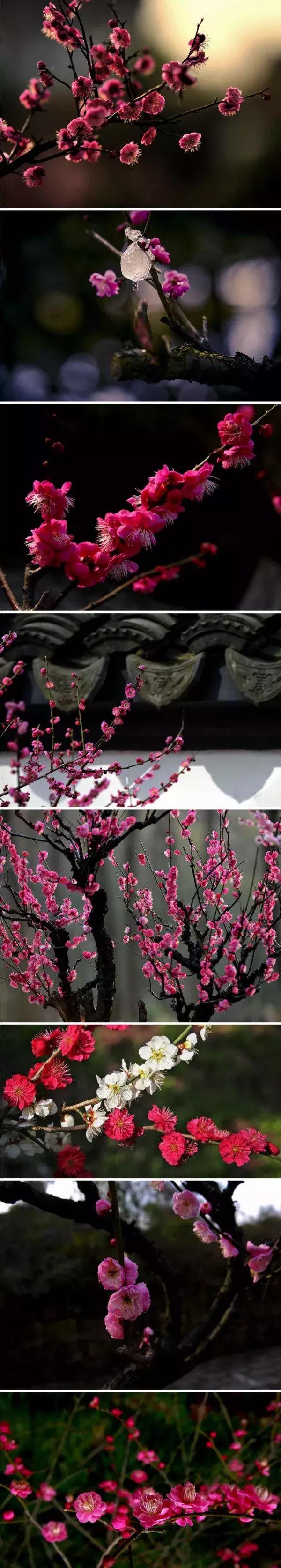 真正的中国十大名花,中国十大名花超漂亮