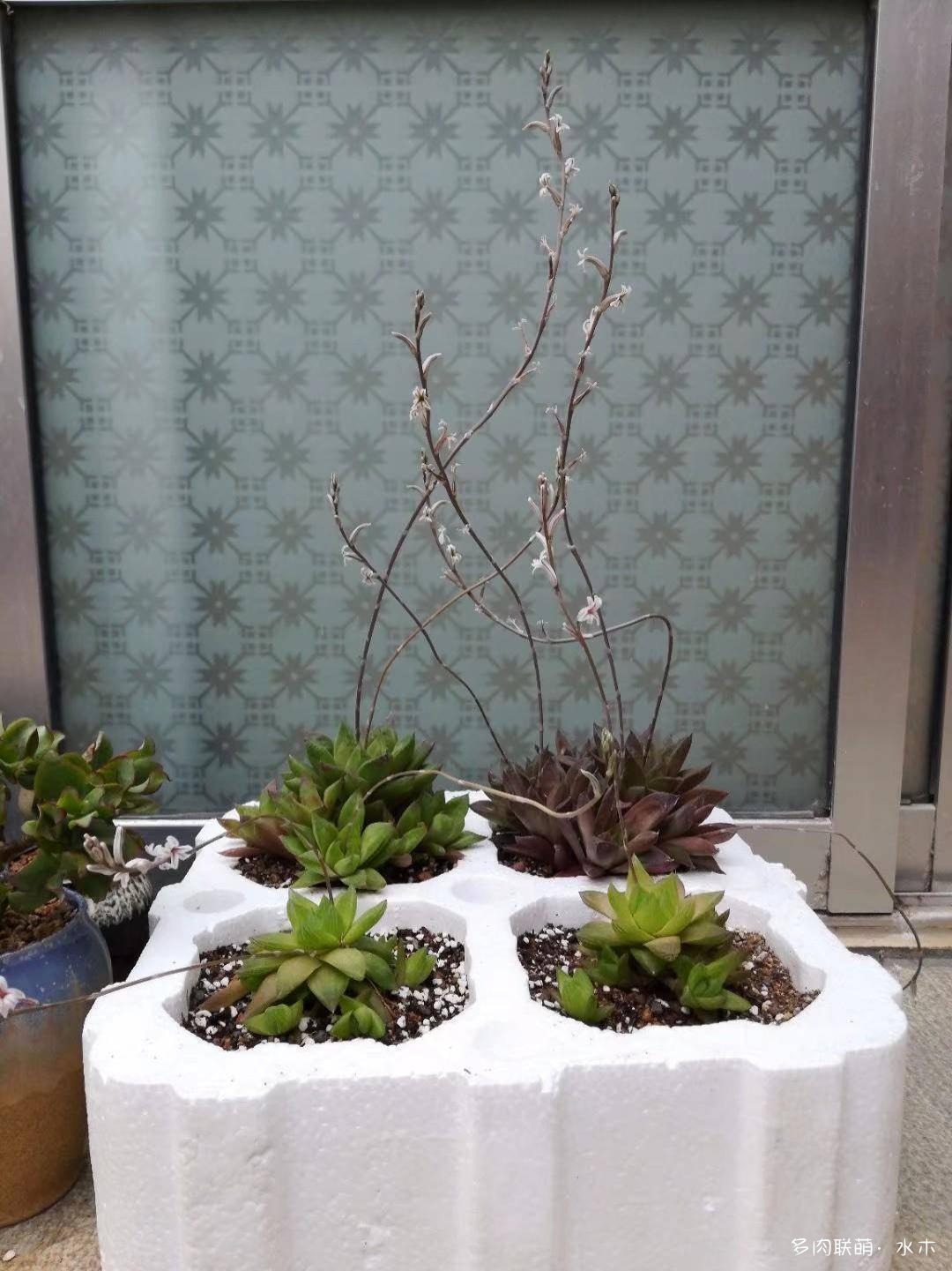 才两个月，多肉的颜值就被夏天偷走了