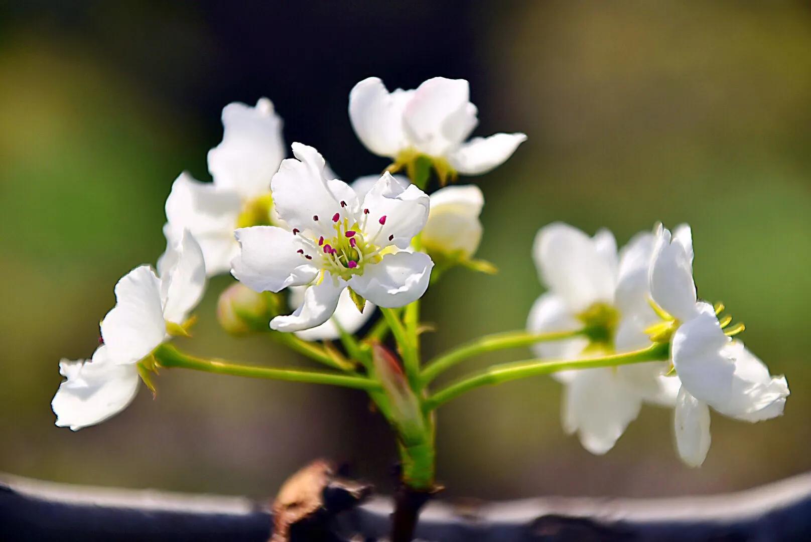 春游梨花林,邂逅三月梨花