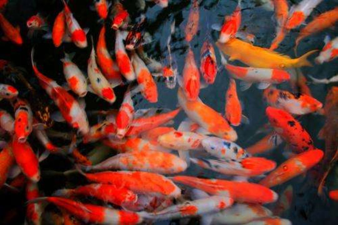 周公解梦：梦见鱼，心情爽；梦见水，财源广