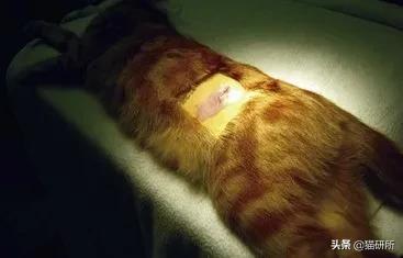 猫咪绝育正切好还是侧切好,猫咪绝育手术局麻好还是全麻好