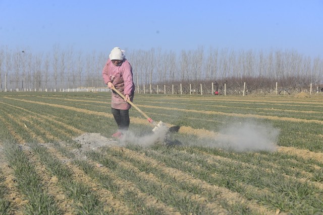 治蚜虫用什么农药最好用,蚜虫怎么灭杀用什么农药最有效