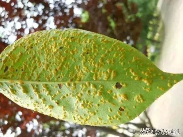 梨树高产栽培书籍,高产梨树苗培育