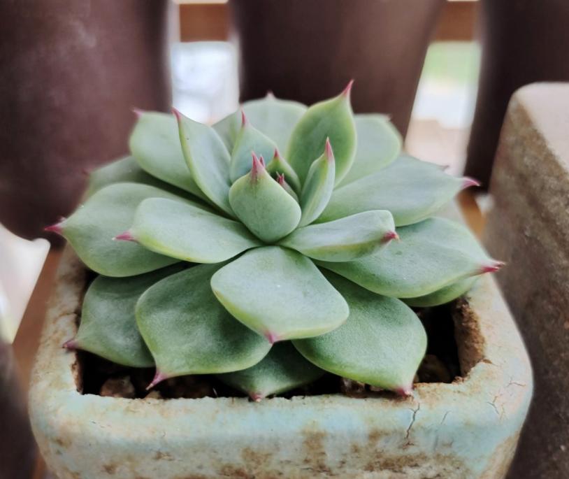 温度低多肉叶子变软,天气变冷多肉烂根掉叶怎么救