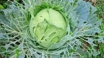 杀菌剂杀虫剂最佳组合,5种农药混配