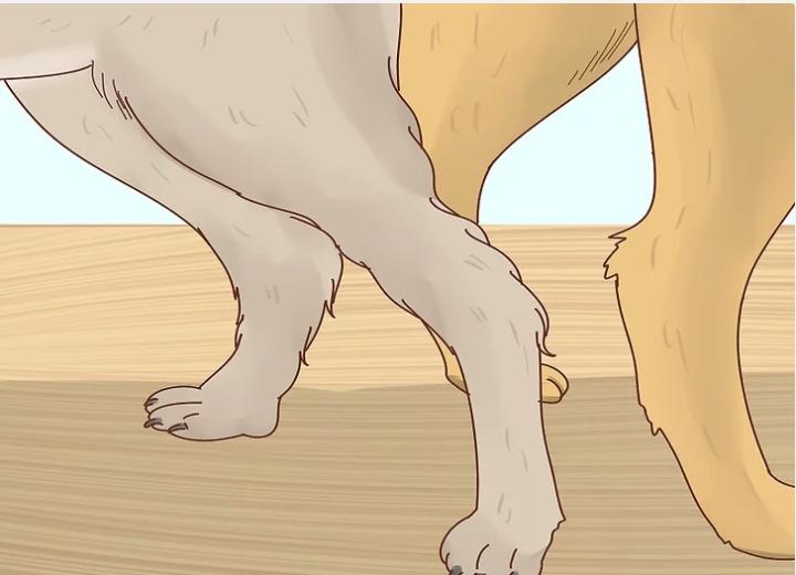 狗狗界的“破冰文化”，如何判断狗狗是否发情？